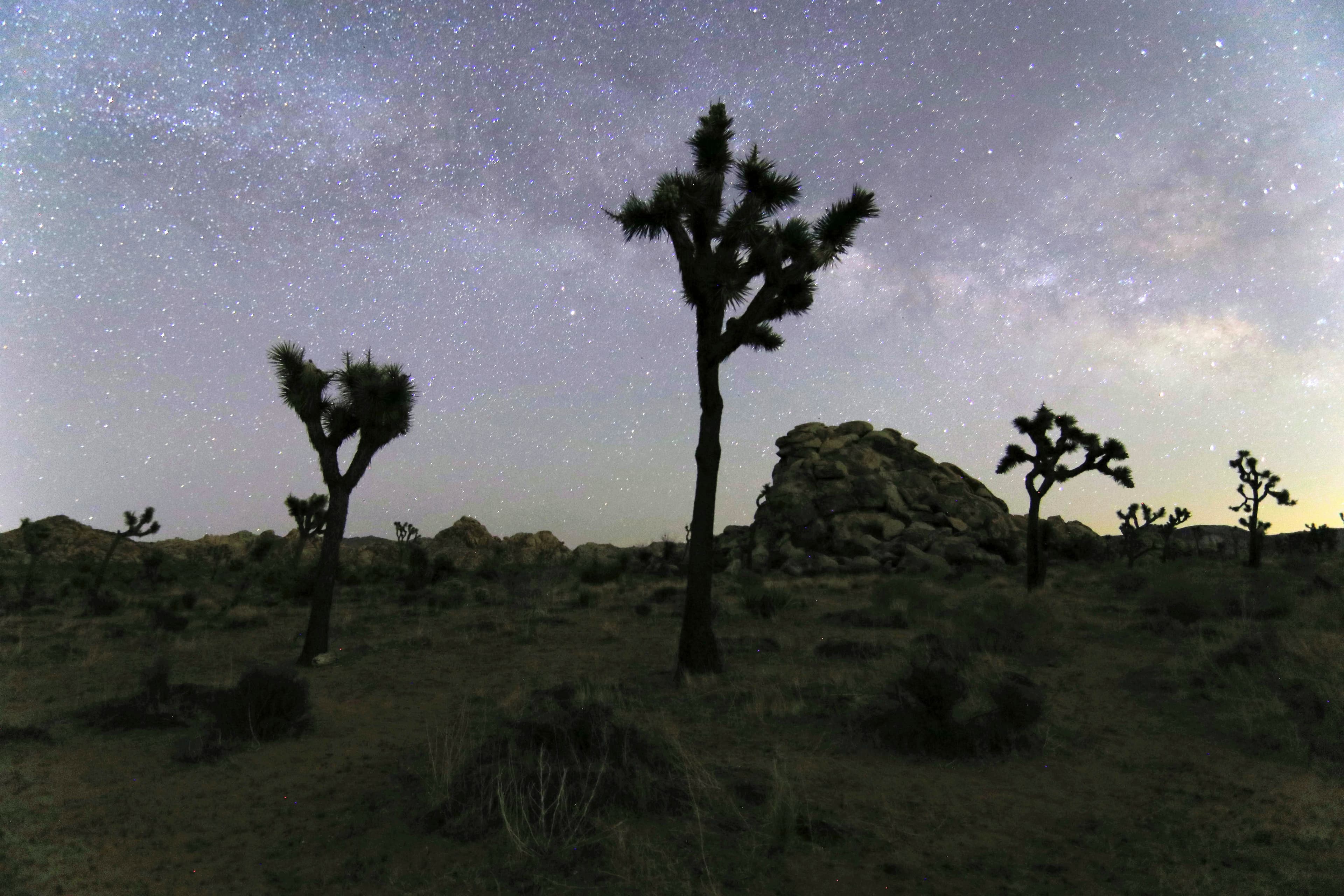 Joshua Tree night sky with the Milky Way overhead